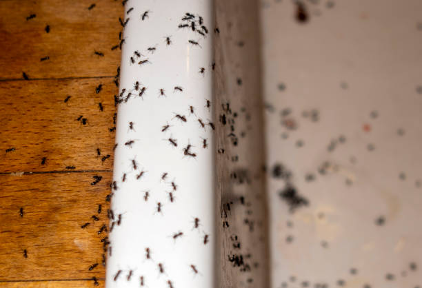Best Mosquito Control Services  in Centerville, CA
